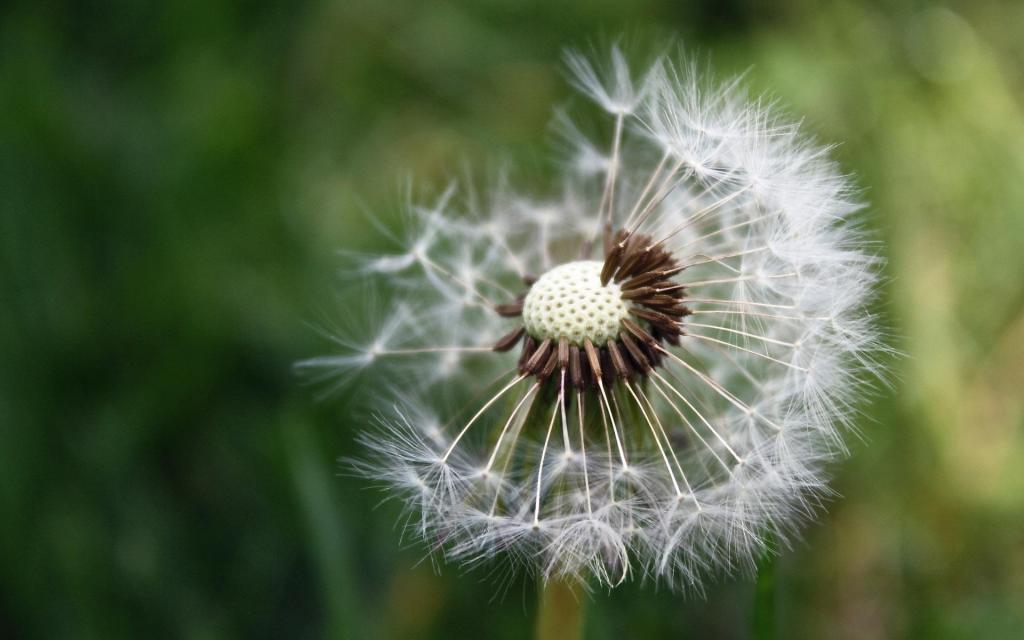 轻盈唯美的蒲公英