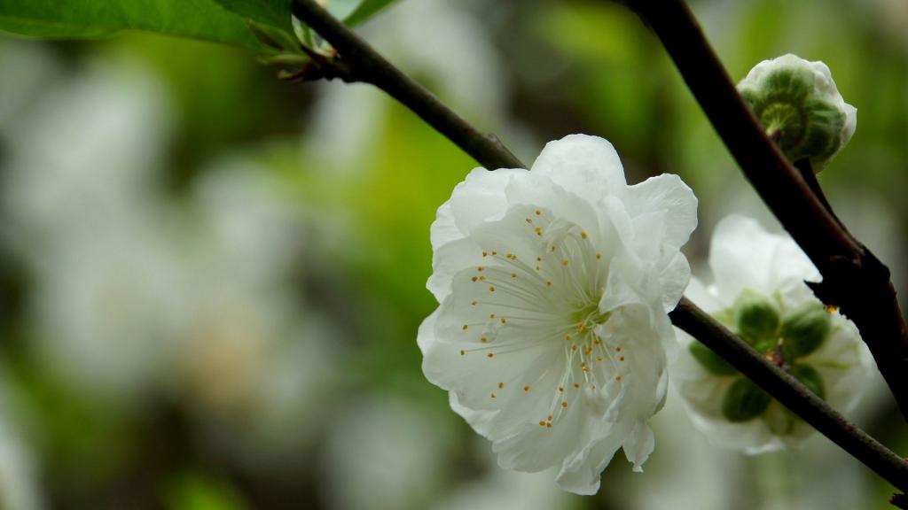 洁白的白碧桃花