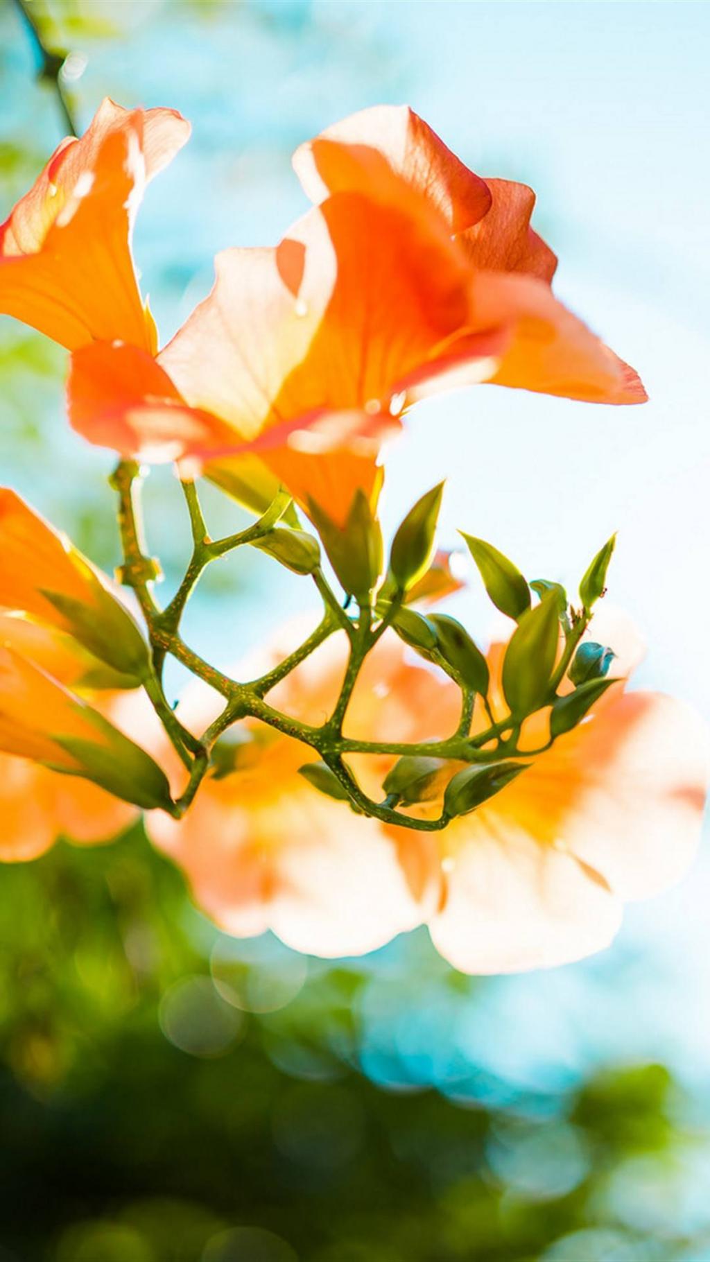 唯美花卉高清摄影