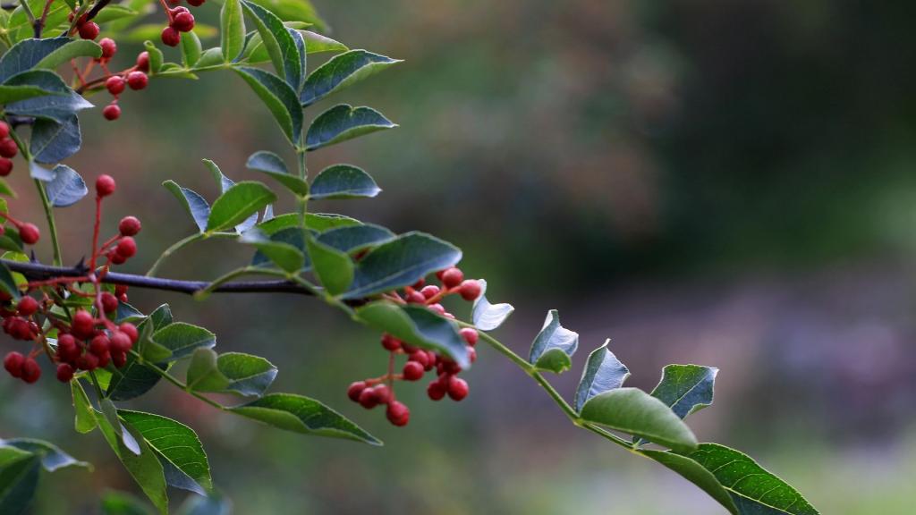 花椒树上的花椒