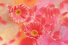 五颜六色鲜菊花