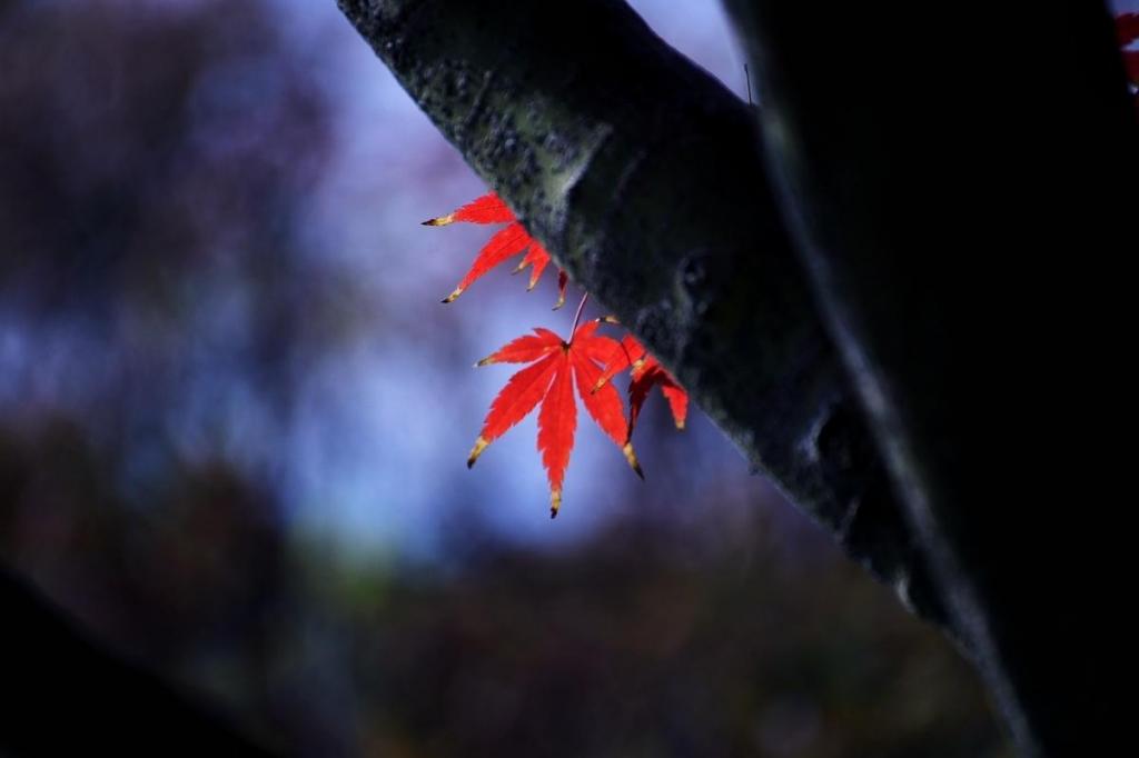 秋意渐浓唯美枫叶