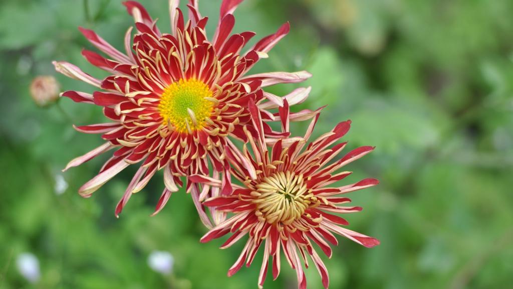 花园里盛开的鲜花