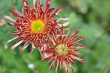 花园里盛开的鲜花