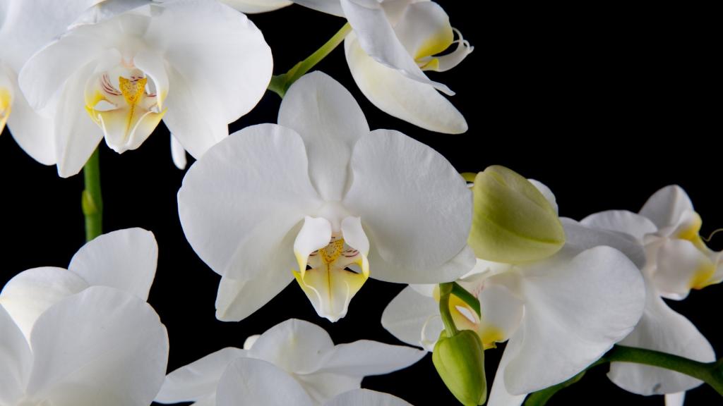 白色蝴蝶兰