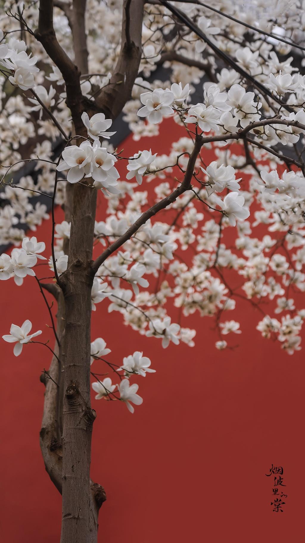 古清凉寺,玉兰花