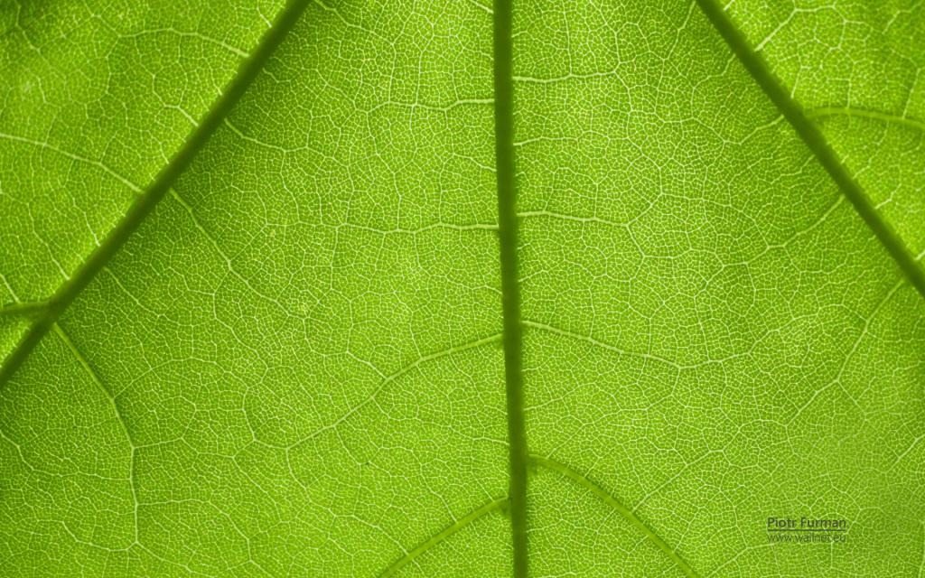 绿色植物之露珠水滴