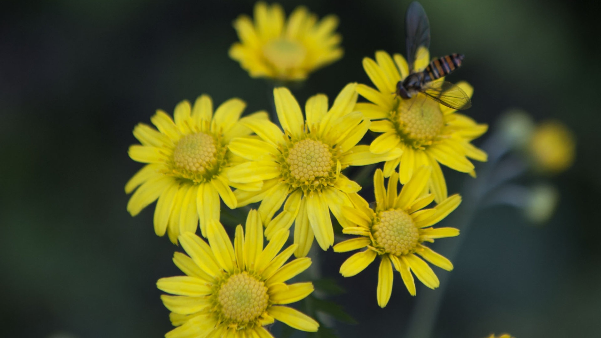 野菊花图片 > || 更新时间:2018-10-14 颜色分 灰色 关键词:  野菊花