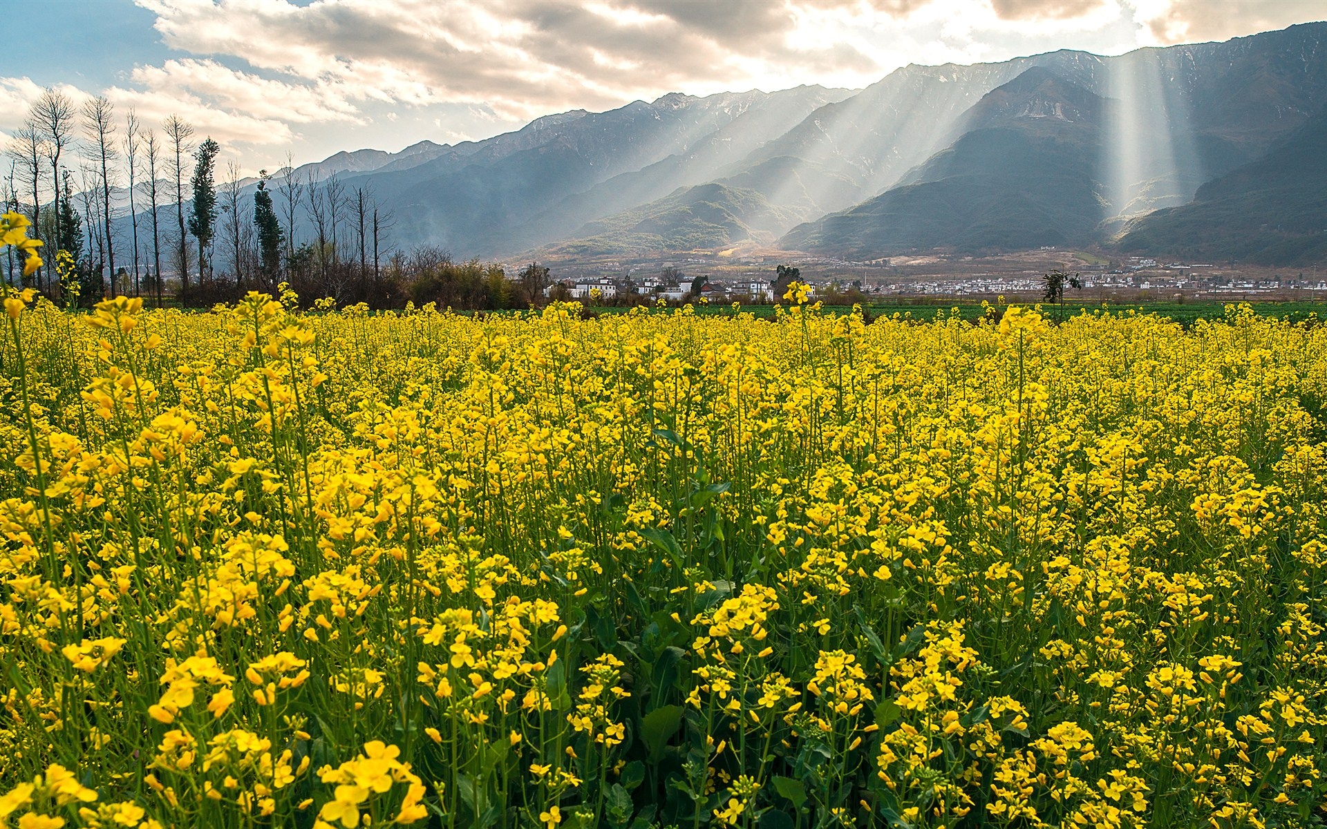 云南大理风景,蓝天白云,大理,洱海,唯美,田野,高清壁纸,桌面图片-壁纸