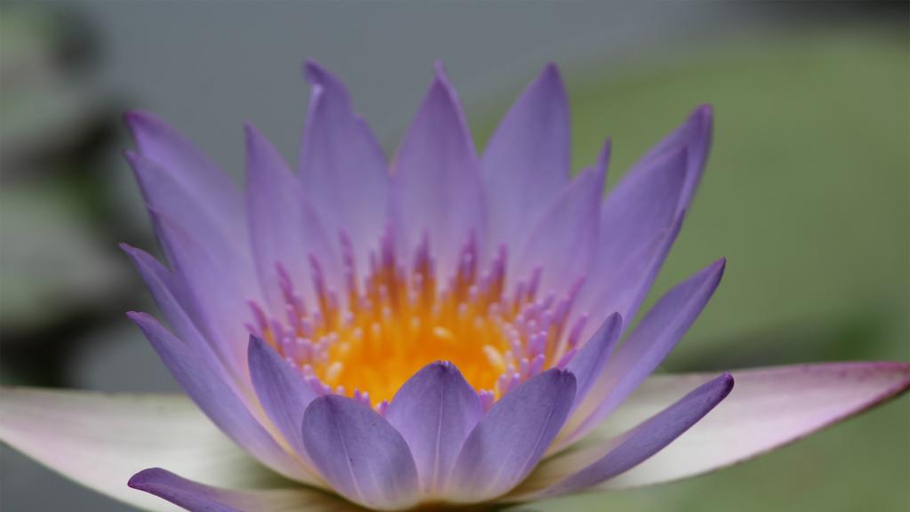 紫色的鲜花给人神秘的感觉