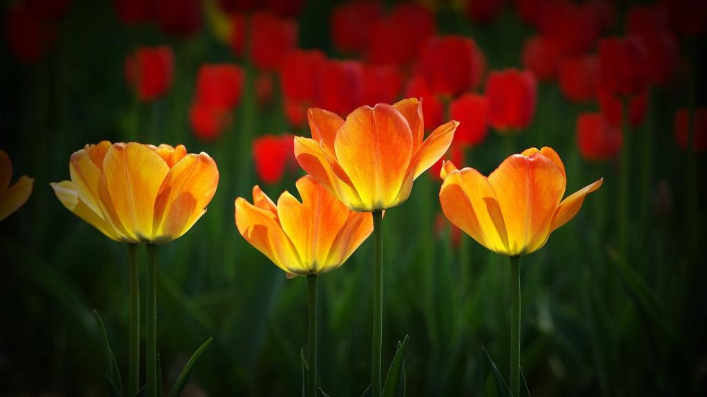 多彩颜色郁金香