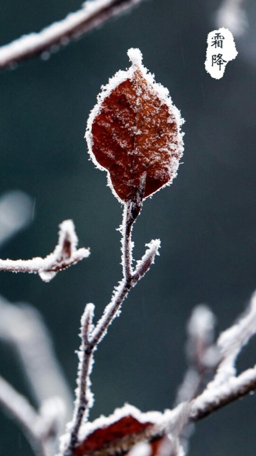 中国传统节气之霜降