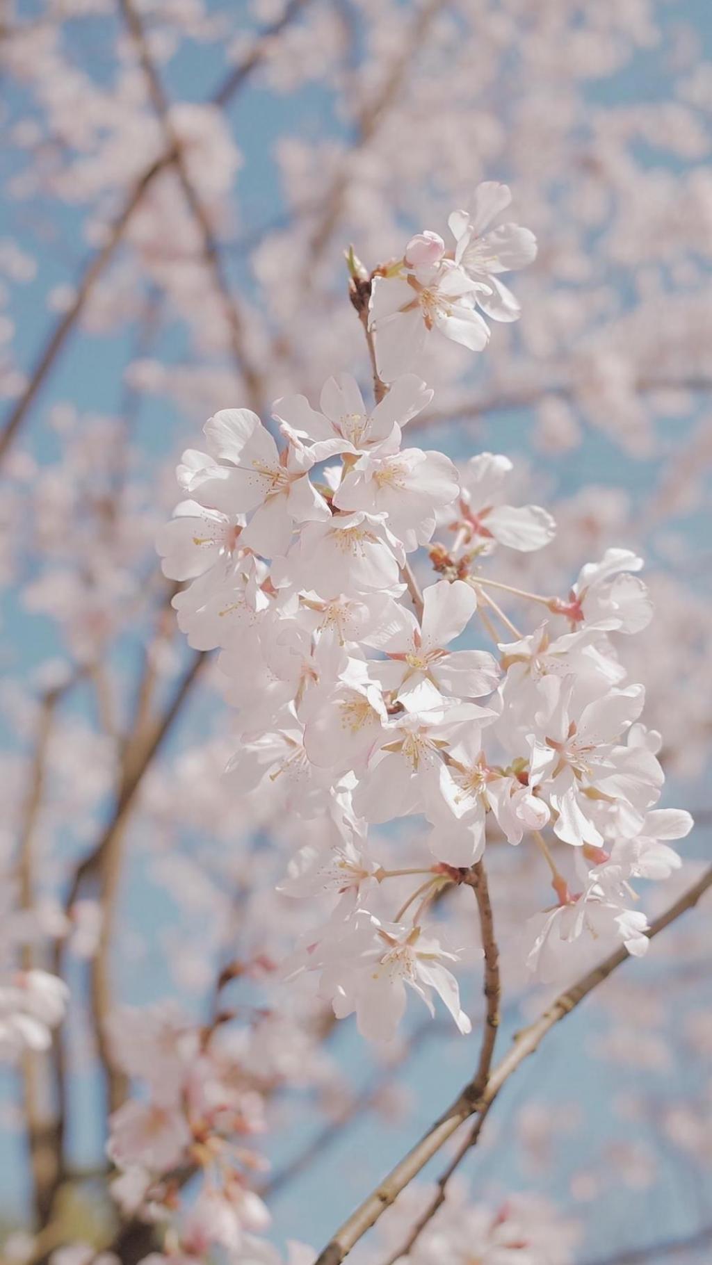 春分十里,只为等樱来
