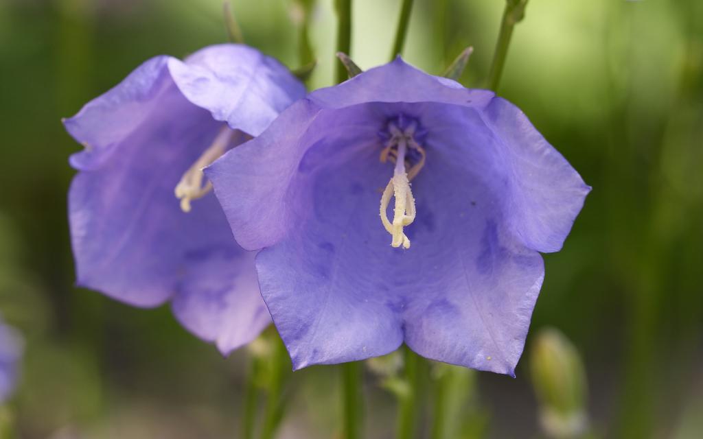 超大清新鲜花特写