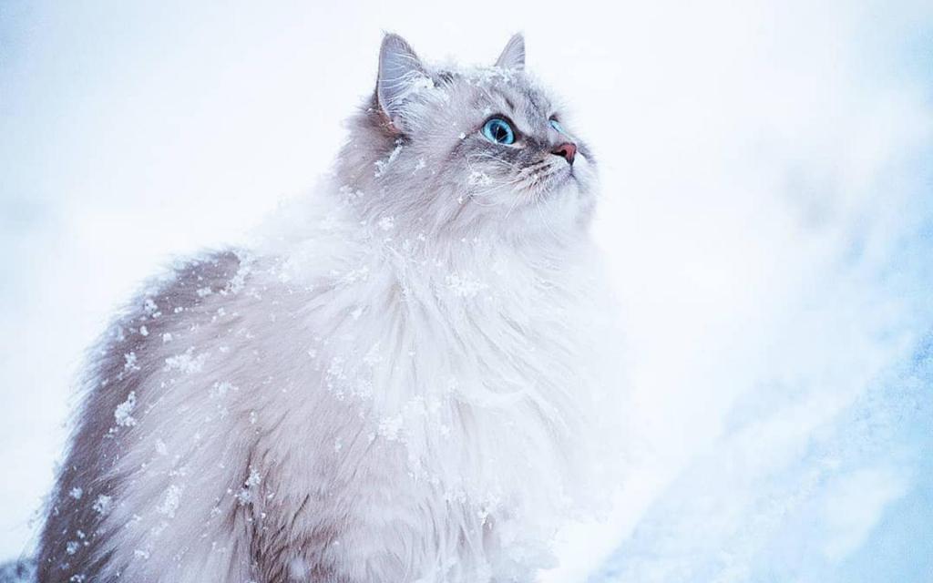 雪中行走的可爱猫咪