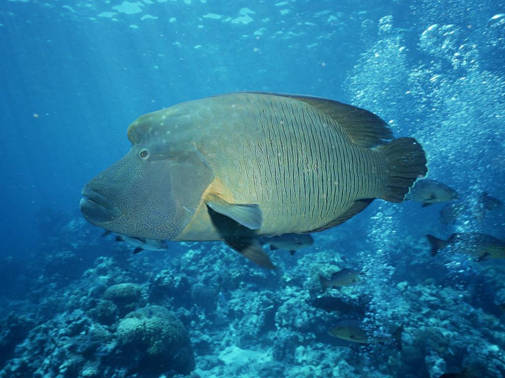 有趣的海底世界