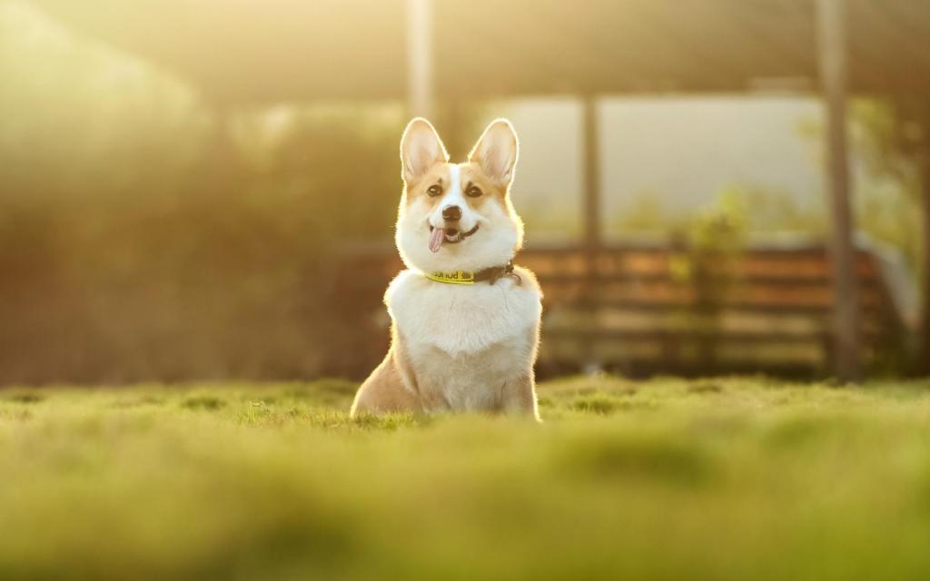 治愈系可爱的威尔士柯基犬