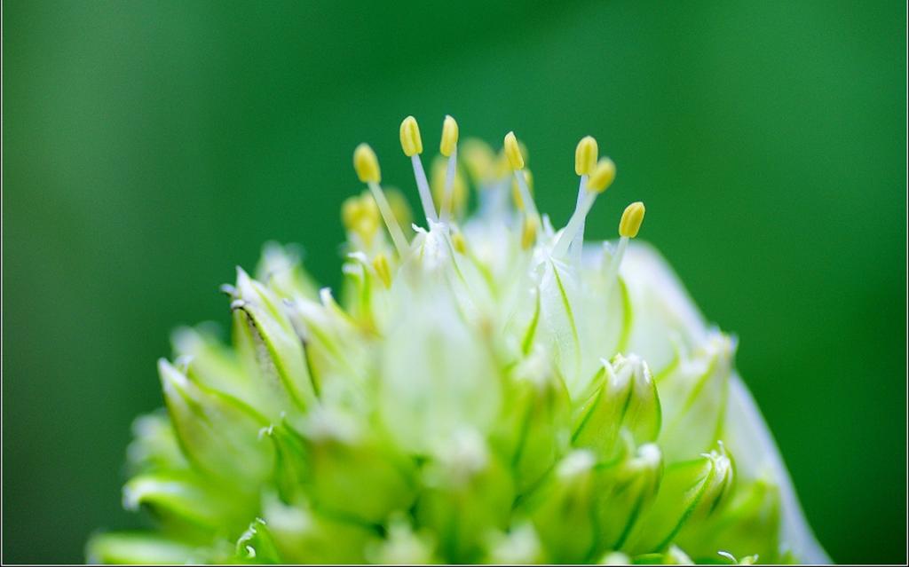清新葱花图片