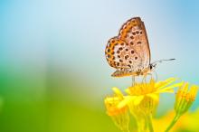 自然花朵景色图片