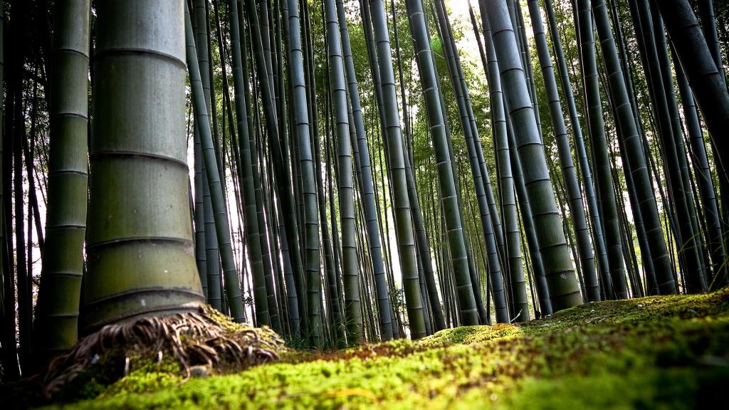 森林树木风景