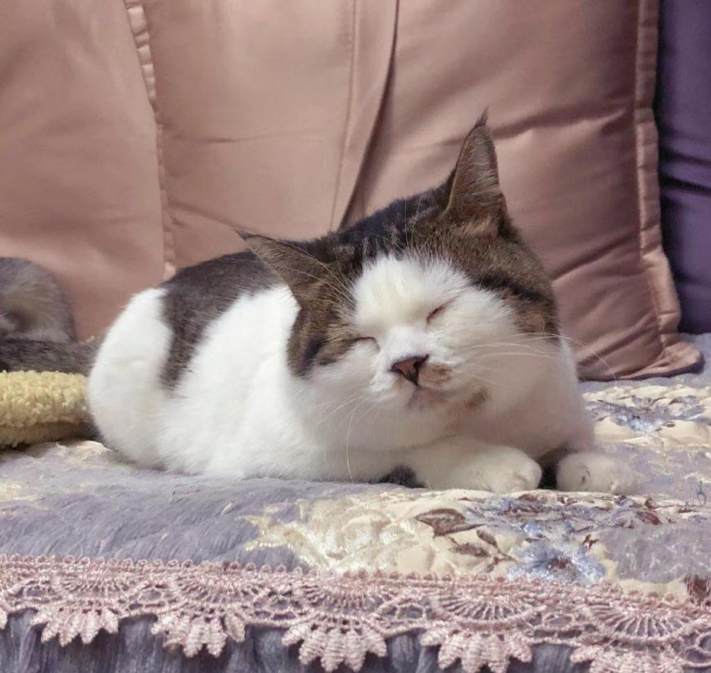 趁猫睡觉拍一张