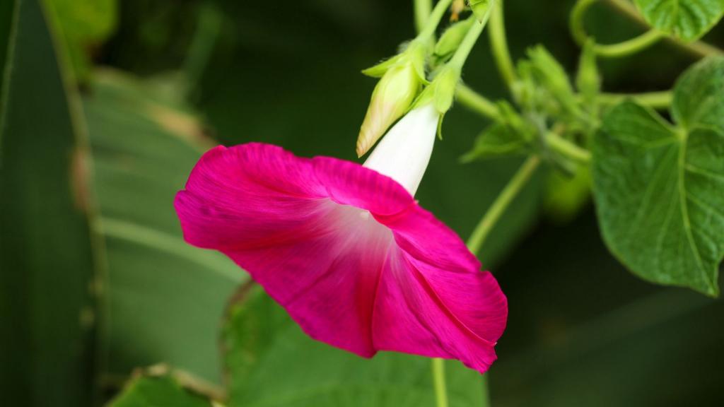 各色各样的牵牛花