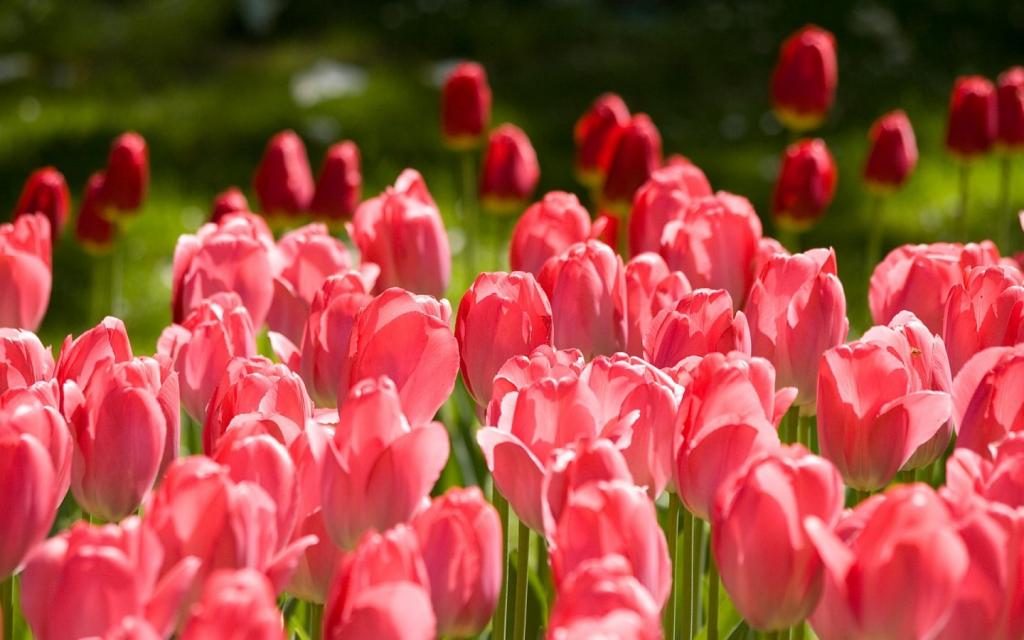 清新艳丽的花朵