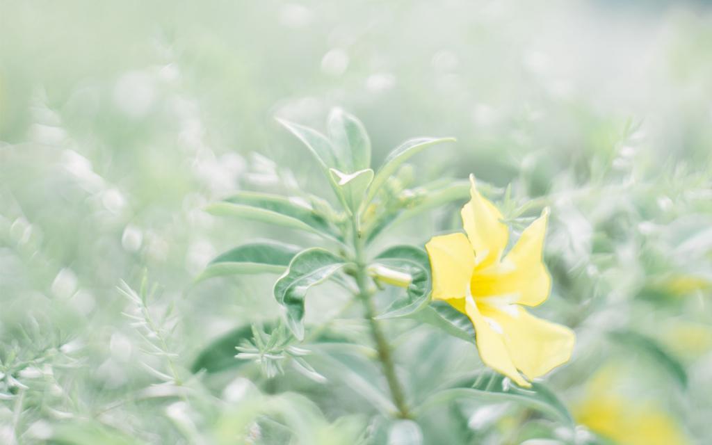 绿色小清新写真