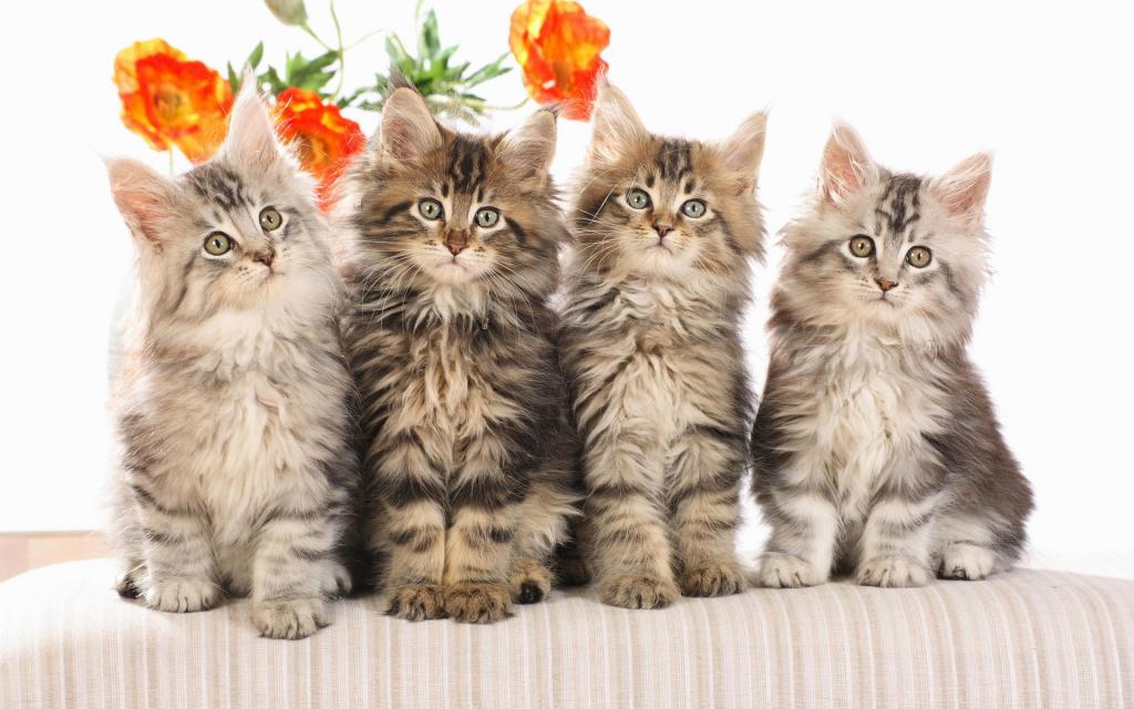 宽屏白色猫咪