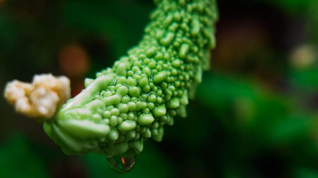 养颜嫩肤的苦瓜