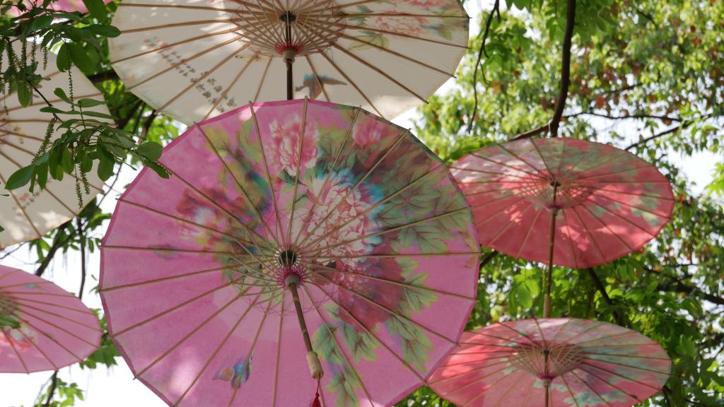 西湖绸伞是西湖之花