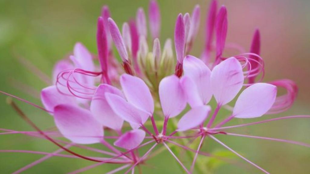 柔美醉蝶花壁纸，喜新厌旧是人的天性，让你常年累月的看着同一款桌面壁纸，难免会产生视觉疲劳，这时换一款新的壁纸是不是你迫切的需要呢？