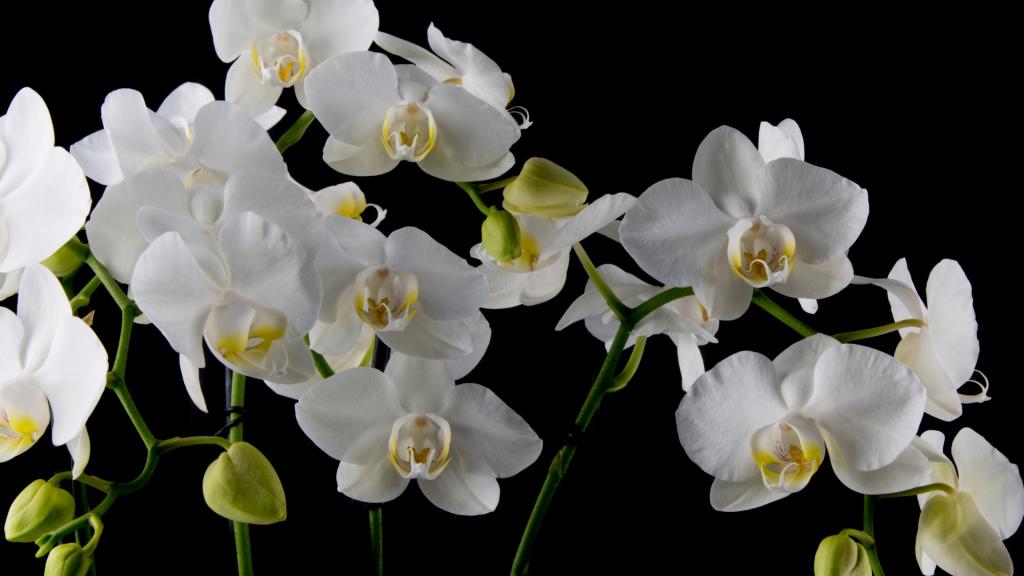 白色蝴蝶兰