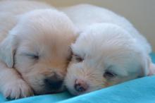 不一样的白色金毛