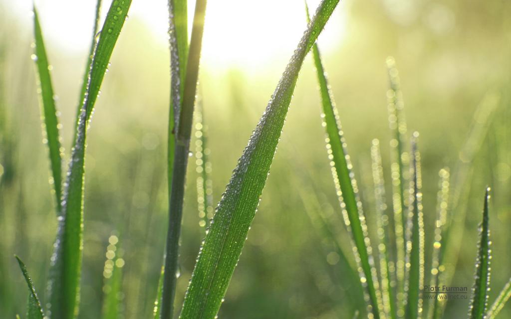 绿色植物之露珠水滴
