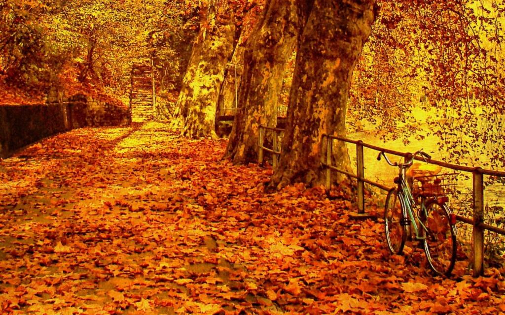 摄影好看的秋天落叶自然风景