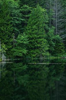 大自然绿色森林护眼风景-0