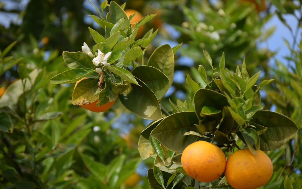 橘子是一种美味又解渴的水果