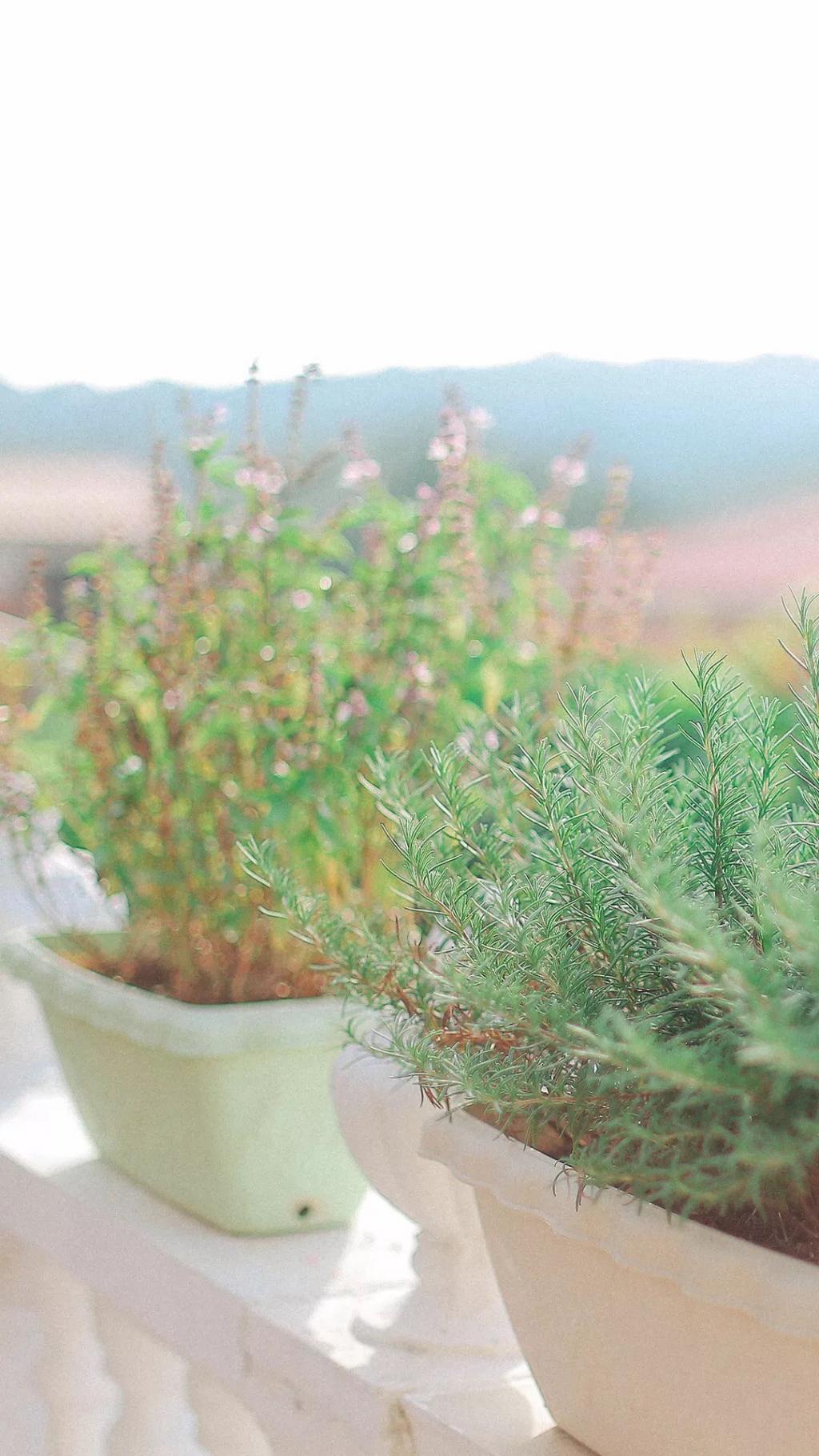 清新护眼的绿色花卉