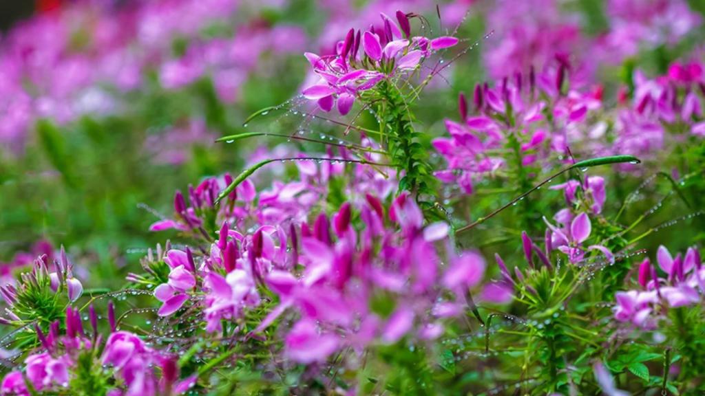 柔美醉蝶花壁纸，喜新厌旧是人的天性，让你常年累月的看着同一款桌面壁纸，难免会产生视觉疲劳，这时换一款新的壁纸是不是你迫切的需要呢？