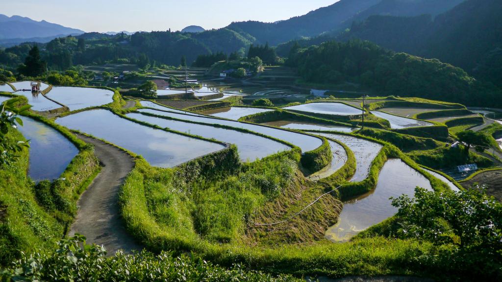 层层叠叠的绿色梯田