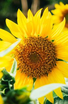 清新唯美向日葵-8