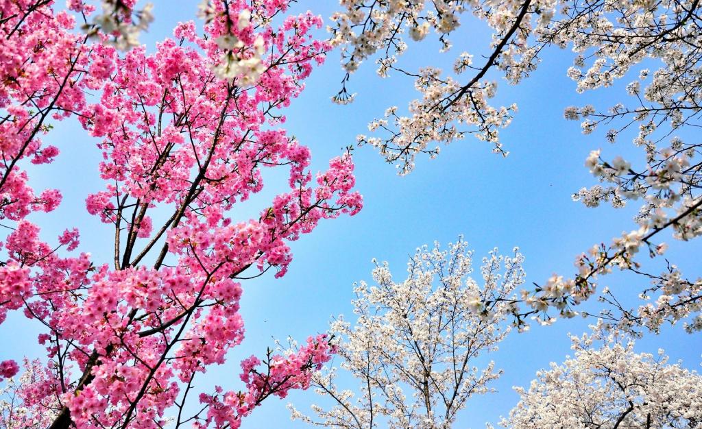 武大樱花将进入盛开期