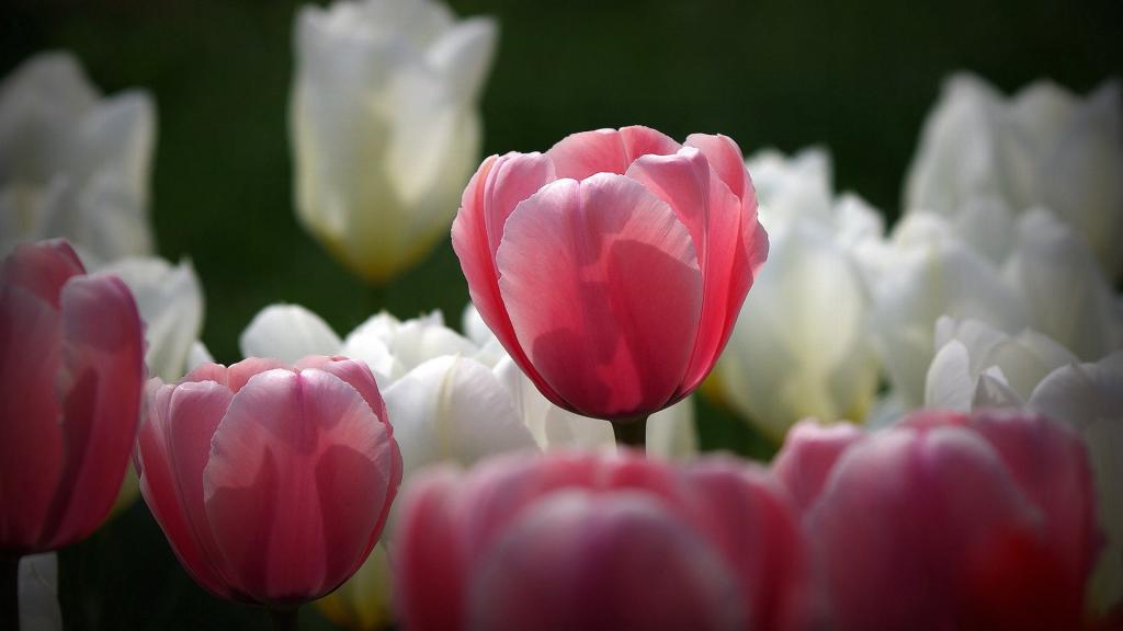 多彩颜色郁金香