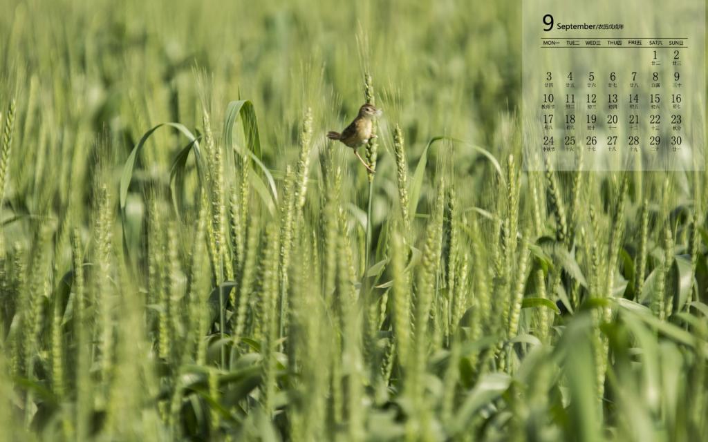 2018年9月清新护眼麦田日历