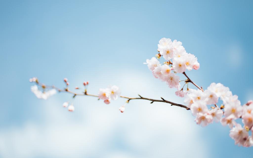 春天盛开的花儿朵朵