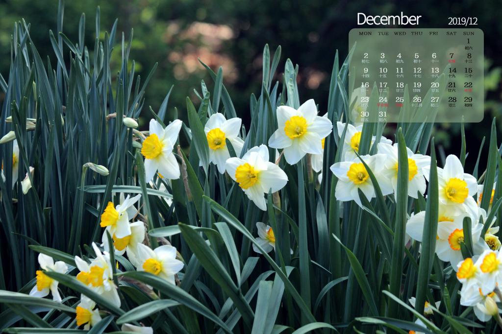 2019年12月清雅的水仙花日历
