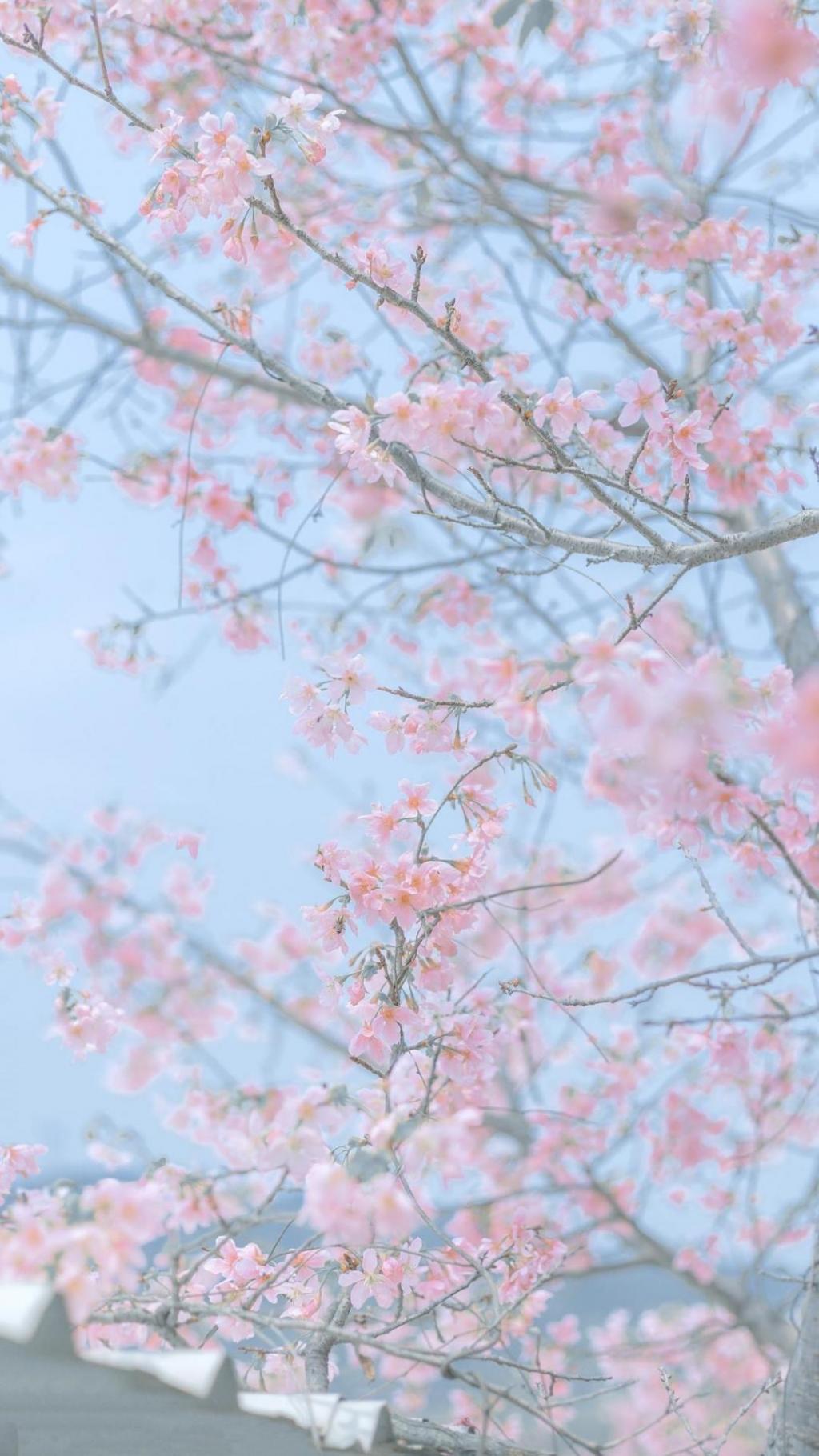 唯美迷人的樱花盛开