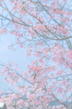 唯美迷人的樱花盛开-5