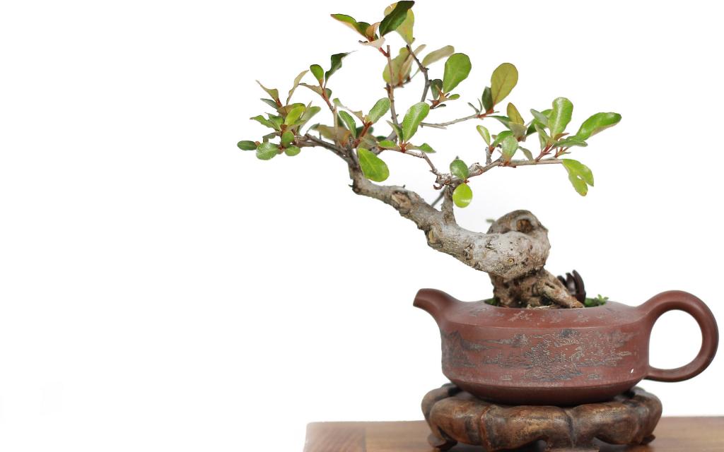 绿色观赏植物盆栽